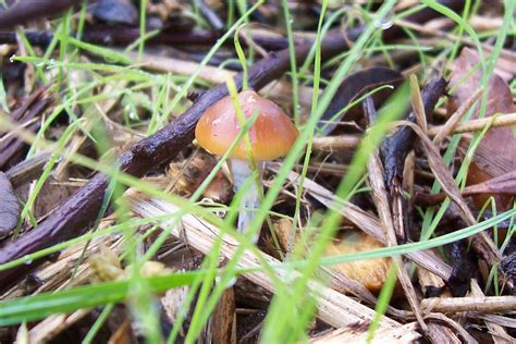 The Official New Zealand Psilocybin Mushroom Season Thread 2013
