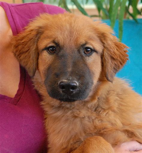 What does spca do to help the animals? Splish, Splash & Rubber Duckie -- puppies for adoption.