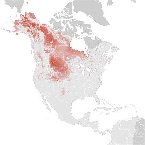 American Wigeon Abundance Map Breeding Ebird Status And Trends