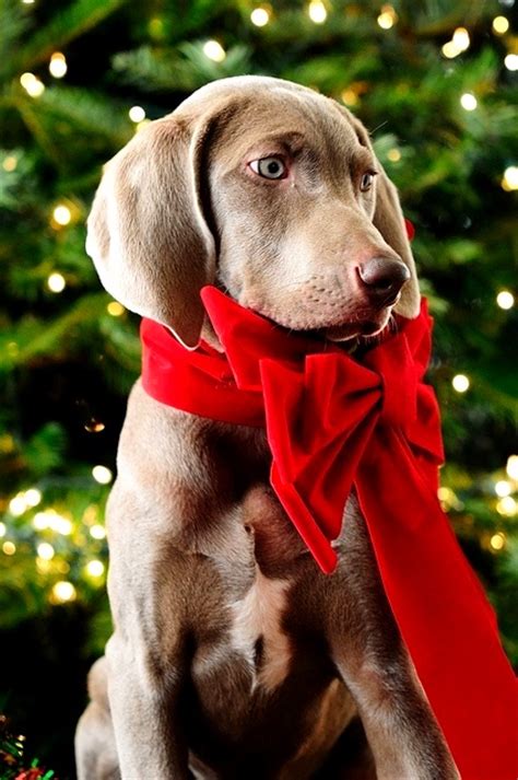 Beautiful Photos Of Dogs At Christmastime Life With Dogs