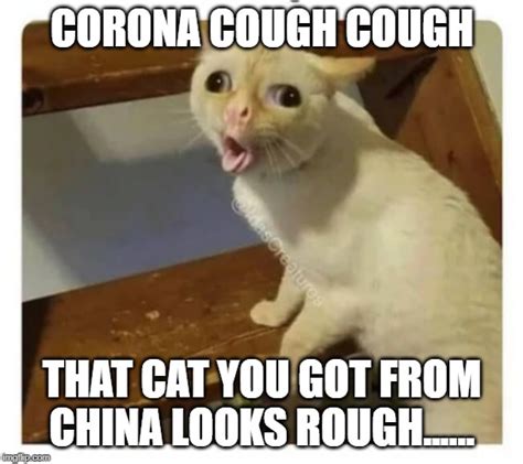Coughing Cat Imgflip