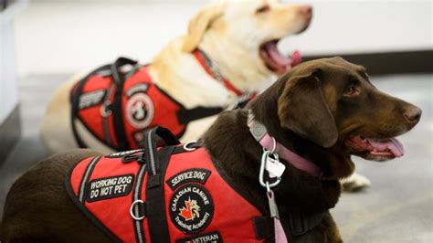 Plan To Give Service Dogs To Ptsd Veterans Rocked By Federal Agencys