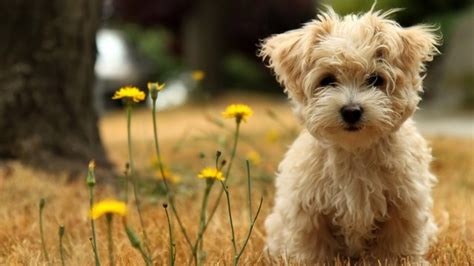 Lovely Dog Wallpaper Dogs She So Great Pets Cute And