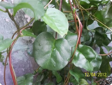 Ciri Fisik Tanaman herbal Binahong