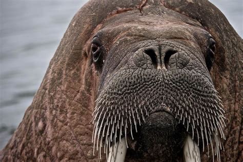 Walrus By Ivan Starastin Via 500px Svalbard Walrus Marine Mammals