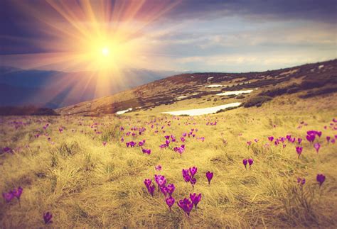 Scenery Sunrises And Sunsets Fields Crocuses Nature Wallpapers Hd