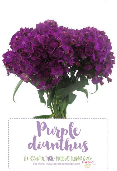 Purple flowers are stunning (imho). Dark Purple Flower Purple Dianthus