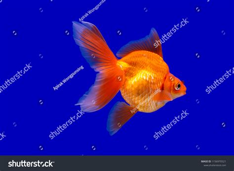 Goldfish Species Names Veiltail Goldfish Swimming Foto De Stock