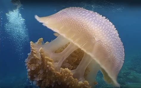 Jellyfish Marine Animals Phylum Cnidaria Group Scyphozo Hydro Cubozo