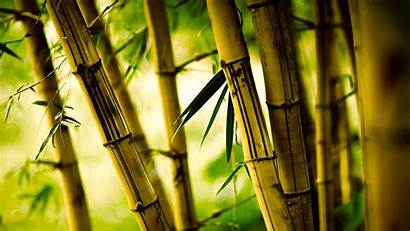 Bamboo Desktop Nature Background Wallpapers Backgrounds Plants