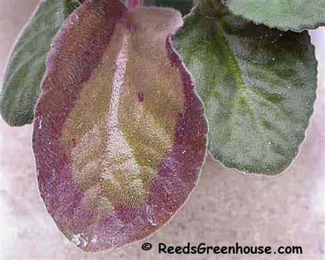 In addition, too much sunlight can cause the leaves to curl down and may turn variegated leaves entirely green. African Violet Leaf-ID, Violet Leaf Problem, orchids ...
