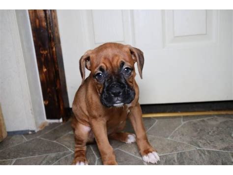 Boxer Puppies For Sale Fort Worth Puppies For Sale Near Me
