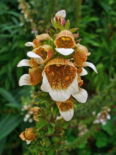 Check spelling or type a new query. Bestand:Digitalis lanata 004.JPG - Wikipedia