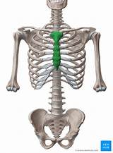 The part of the body in humans between the ribs and the hips. Sternum • Anatomy, parts, pain and clinical correlation | Kenhub
