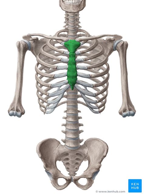 The part of the body in humans between the ribs and the hips. Sternum • Anatomy, parts, pain and clinical correlation | Kenhub