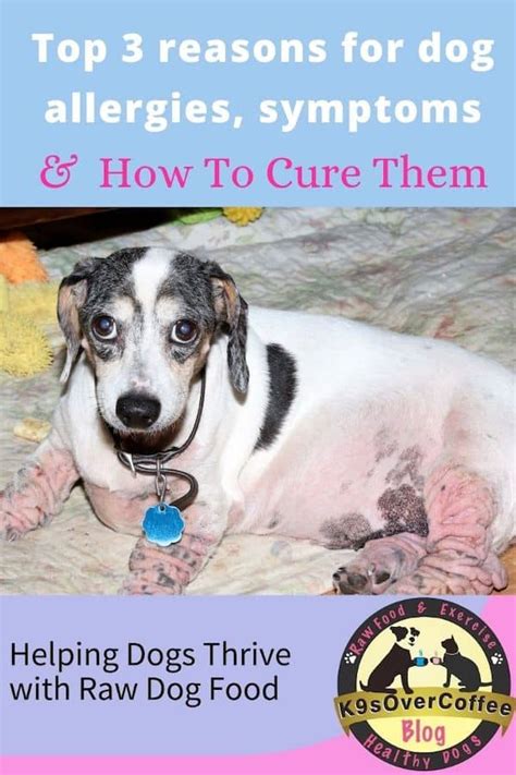 Top 3 Reasons For Dog Allergies Symptoms And How To Cure Them