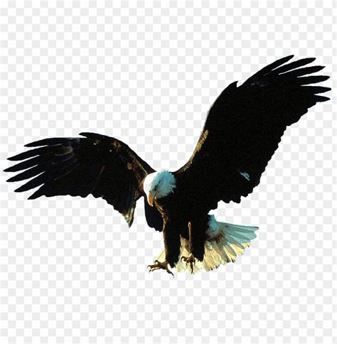  Animation Eagle  Png Transparent With Clear Background Id 83226