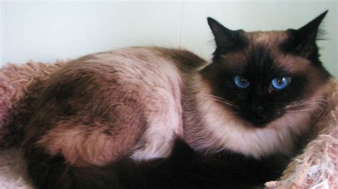 Lilac Point Balinese Cat