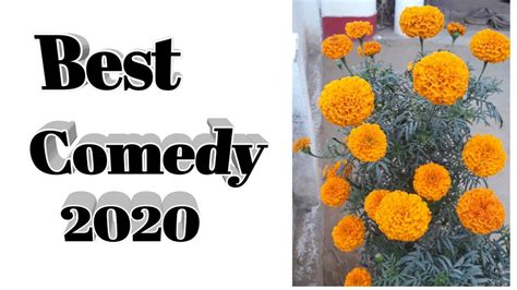 Movies achieve certified fresh status by maintaining a tomatometer score of at least 75% after a minimum number of reviews, with that number depending on how the. Best comedy 2020 - YouTube