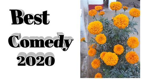 And following those, there's a whole line up of comedic. Best comedy 2020 - YouTube