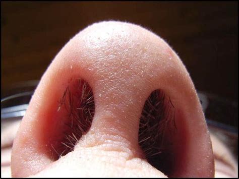 Voldemort first appeared in harry potter and the philosopher's stone, which was published in 1997. Frugal Finance: Nose Hair For A Reason