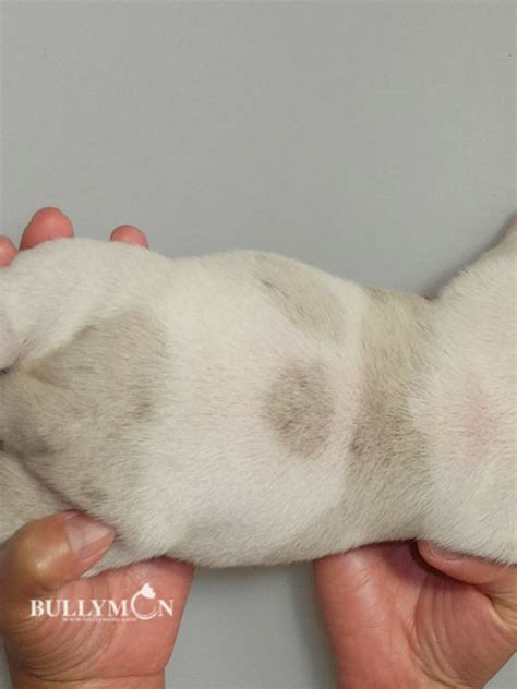 Female Tank X Silken Platinum White Lilac Merle SOLD Miniature Pocket And Exotic Bully