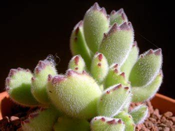 Cotyledon orbiculata cv variegated is my new purchase. Cotyledon tomentosa subsp. ladismithiensis | Cotyledon ...