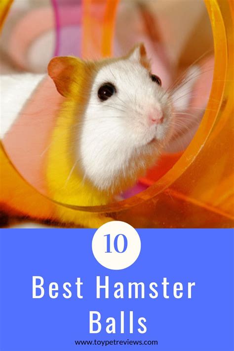 11 Best Hamster Balls Hamster Small Pets Hamster Care