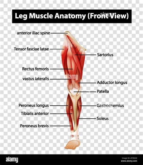 Diagram Showing Leg Muscle Anatomy Front View On Transparent