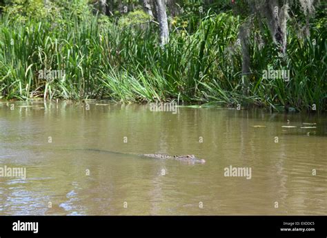 Alligator Swamp Louisiana Pearl River Bayou New Orleans Stock Photo Alamy