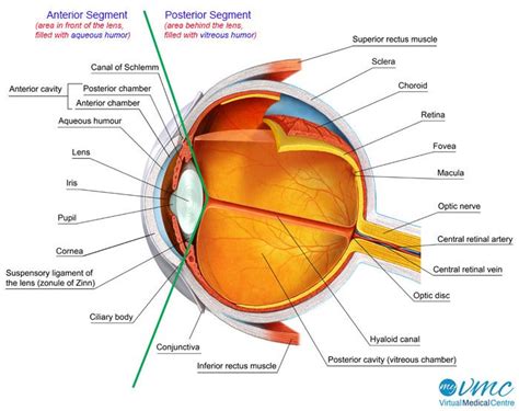 Labeled Diagram Of The Eyeball Inspirational Human Eye Anatomy And How