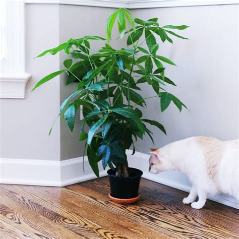 Money tree plant care is easy. Bringing nature indoors: house plants that are safe for cats! - The Small Things Blog