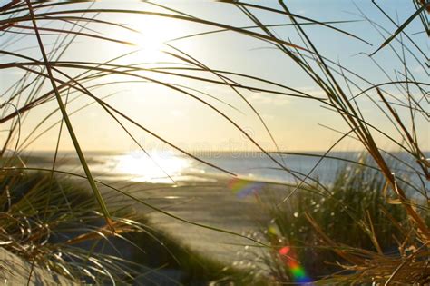 Sunset In The Sand Dunes With A Lot Of Beach Grass Stock Image Image