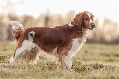 Welsh Springer Spaniel - Dog Breed history and some interesting facts