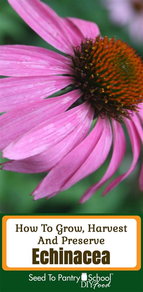How To Grow Harvest And Preserve Echinacea In 2020 Echinacea