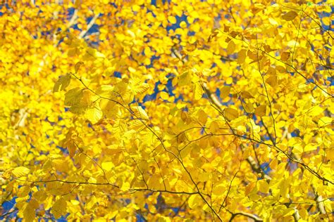 Zdjęcie Jesień Drzewo Żółte Liście Rozmyte Tło
