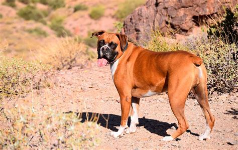 Bóxer ⇨ 🐶descúbrelo Todo Sobre Estos Perros Adopta Un Animal