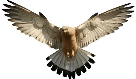 Falcon Flying Transparent Png Stickpng