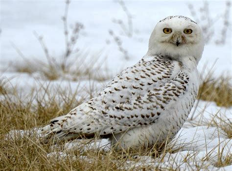 Great White Owl Wild View