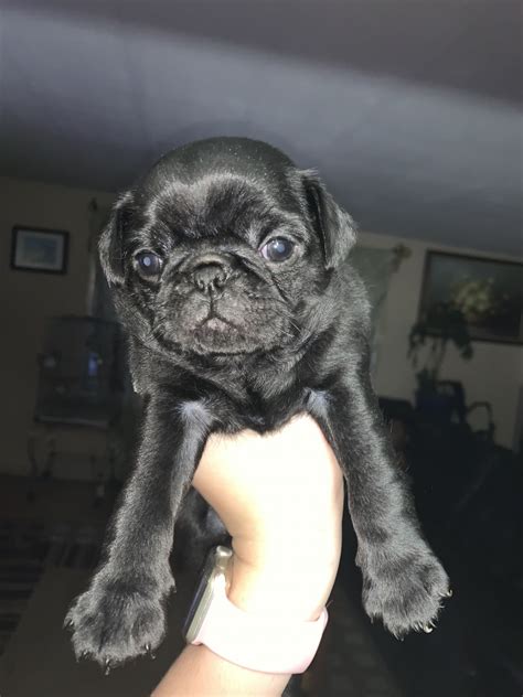 We offer the greatest selection of breeders in michigan. Pug Puppies For Sale | Grand Rapids, MI #300948 | Petzlover