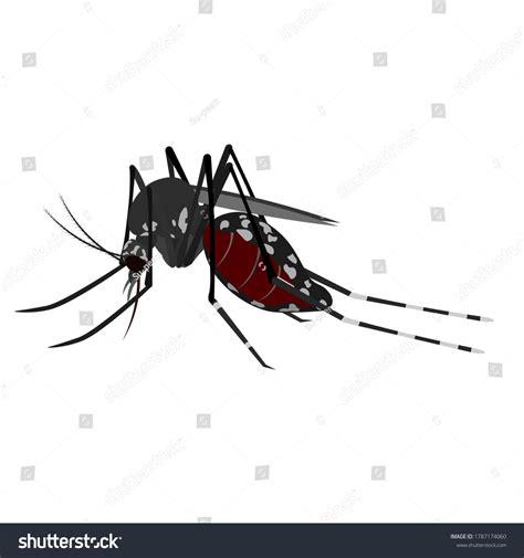 Aedes Mosquito Vector Image Stock Vector Royalty Free 1787174060