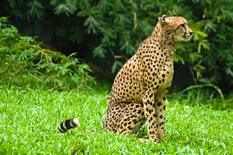 Berikut ini adalah beberapa pengertian gambar flora fauna dan alam benda. Gambar Fauna Dan Flora