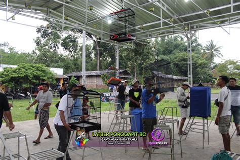 Cucak ijo ngentrok ngerol panjang. CUCAK IJO CATALEA & LOVEBIRD SPLINDID NYARIS NYERI DI ...