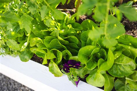 How To Grow Lettuce In An Organic Salad Garden • Gardenary