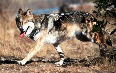 Senate Committee Oks Bill On Mexican Gray Wolf Release Protect The
