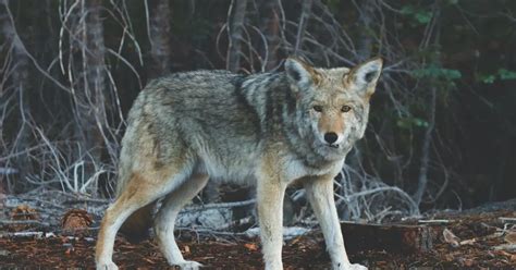 Coyote Hunting In Massachusetts An Ultimate Guide For 2023