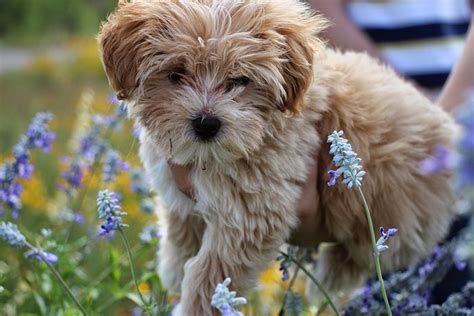 Top 10 Most Popular Cross Breed Dogs Hubpages