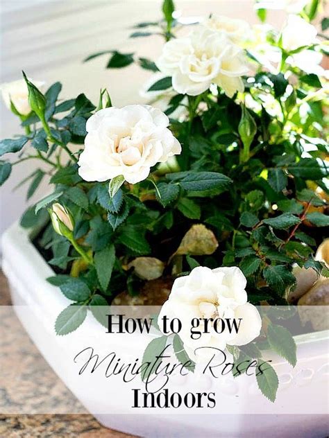 How To Care For Miniature Rose Plants Indoors Planting
