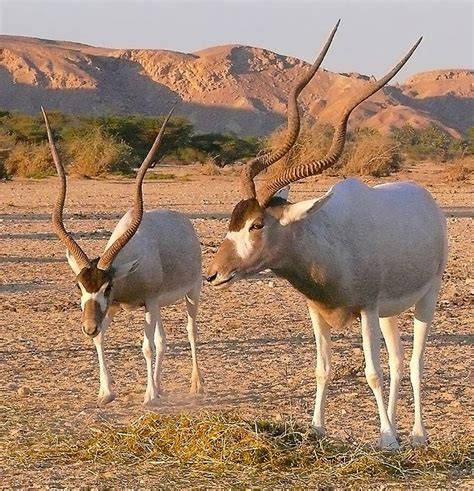 The Addax Antelope Also Called White Antelope Or Screw Horn Ante