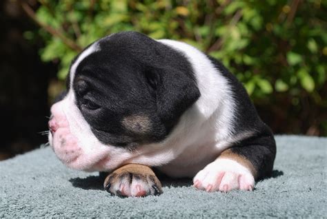 Our long blood lines of bulldogs and years of experience. oliver3w1 - Olde South Bulldogges